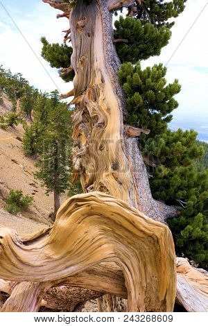 Lodgepole Pine Tree Also Known As The Twisted Pine Taken At The Higher Elevations In The San Gabriel