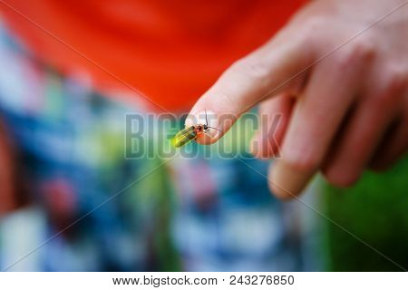 Firefly on a child's finger