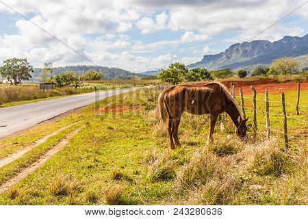 Vinales, Cuba. January 2018. A View Of A Horse Grazing In The Landscape, In Vinales, Cuba.