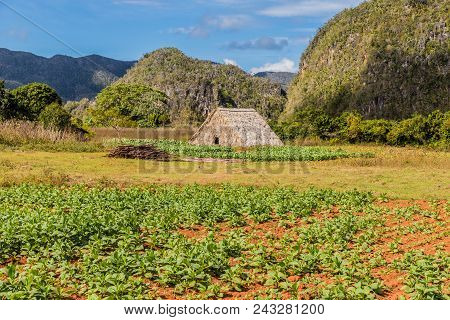 Vinales, Cuba. January 2018. A View Of The Landscape , In Vinales, Cuba.