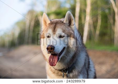 Close-up Image Of Cute Dog Breed Siberian Husky With Tonque Out In The Forest At Sunset. Portrait Of