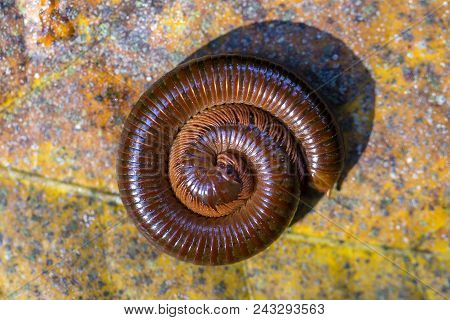 Giant Centipede, Millipede Rolled Into A Circle On Old Leaf In Tropical Jungle. Island Bali, Indones