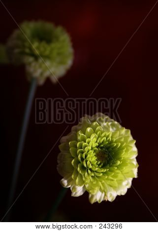 Limemum