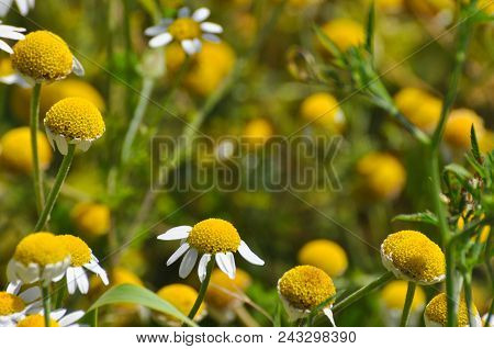 Chamomile. Chamomile Field In Bloom, Chamomile Flowers On A Meadow Close -up