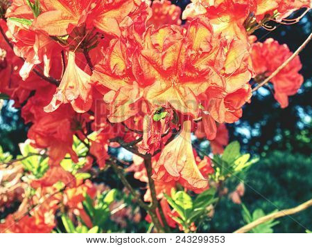 Rhododendron Plants In Bloom With Flowers Of Different Colors. Azalea Bushes With Water Droplets On 