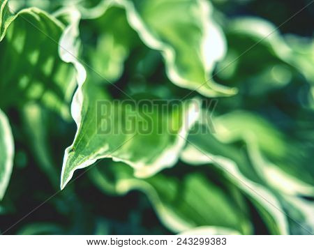 The Hosta Plant.  Decorative Form Of Popular Flower, Village Park With Flower Beds
