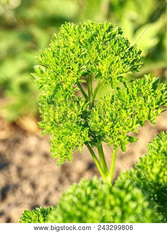 Beautiful Parsley Leaves In The Garden. Growing Spice In Bio Garden. Parsley Petroselinum Crispum, F