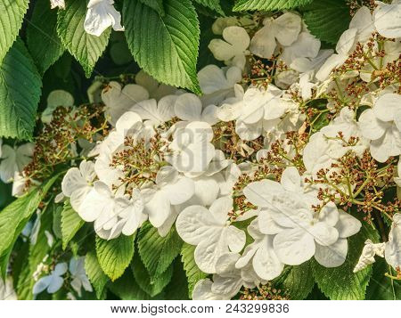 Blooming Philadelphus Flowers In Garden. Sweet Smell Of Bush In Lossom.