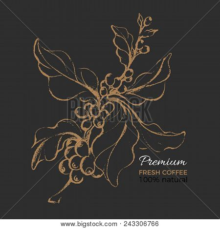 Natural Coffee Branch With Leaf And Gold Coffee Bean Art Botanical Hand Draw Vector Retro Illustrati