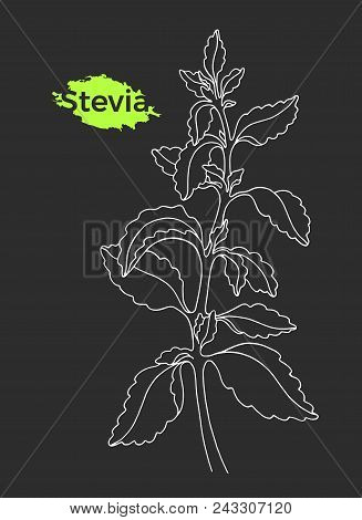 Art Sketch Of Stevia With Branch, Leaf. Vector Healthy Organic Product. Natural Sweet Plant. Herbal 