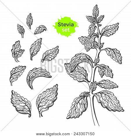 Vector Set Of Stevia With Branch, Leaf. Fresh Healthy Organic Product. Natural Sweet Plant. Herbal S
