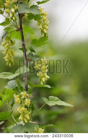 American Blackcurrant ( Ribes Americanum)  Beautiful Yellow Wildflower in Spring season
