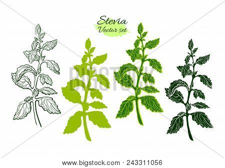 Vector Set Of Stevia With Branch, Leaf. Fresh Sugar Organic Plant Natural Sweet Food. Botanical Hand