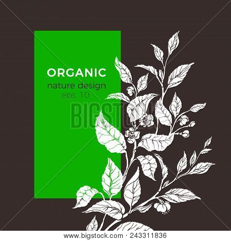 Vector Floral Illustration With Tea Leaf, Flower. Botanical Shape Natura Background. Organic Templat