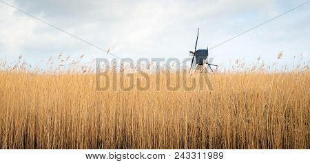 Dutch Wooden Hollow Post Mill Contrasting Against A Cloudy Sky And Projecting Above The Yellow Reed 