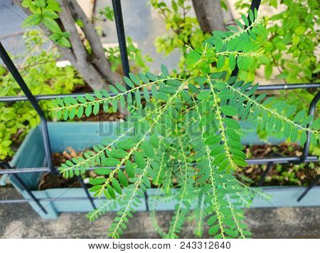 Top View Of Leaves Tamalaki As A Background.  Natural Green Wallpaper, Ecological Concept. (egg Woma