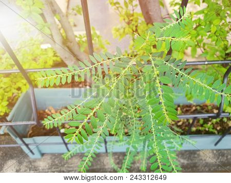 Top View Of Leaves Tamalaki With Sunlight As A Background.  Natural Green Wallpaper, Ecological Conc