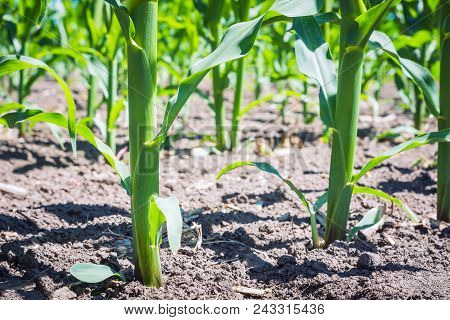 Rows Of Young Corn Stalks On The Field In Clay Soil, Seeded On The Remainder Of The Same Crop