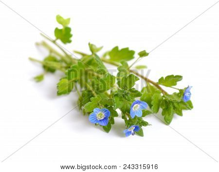 Veronica Filiformis. It Is Known By Many Common Names, Including Slender Speedwell, Creeping Speedwe