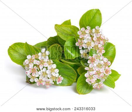 Aronia Melanocarpa, Called The Black Chokeberry. Flowers Isolated On White Ackground.