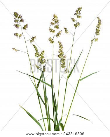 Dactylis Glomerata, Also Known As Cock's-foot, Orchard Grass, Or Cat Grass. Isolated.