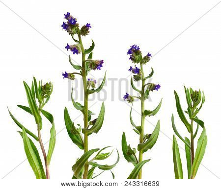Anchusa Officinalis, Commonly Known As The Common Bugloss Or Alkanet. Isolated On White Background.