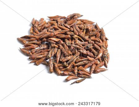Dried Medicinal Herbs Raw Materials Isolated On White. Buds Of Populus , The Black Poplar.