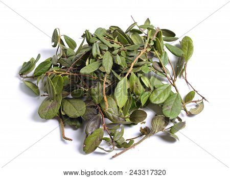 Dried Medicinal Herbs Raw Materials Isolated On White. Leaves Of Vaccinium Vitis-idaea (lingonberry,