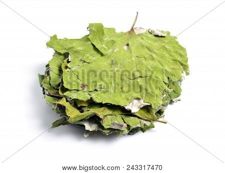 Tussilago Farfara, Commonly Known As Coltsfoot. Tussilago Farfara, Commonly Known As Coltsfoot
