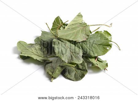 Dried Medicinal Herbs Raw Materials Isolated On White. Leaves Of Pyrola Or Wintergreen
