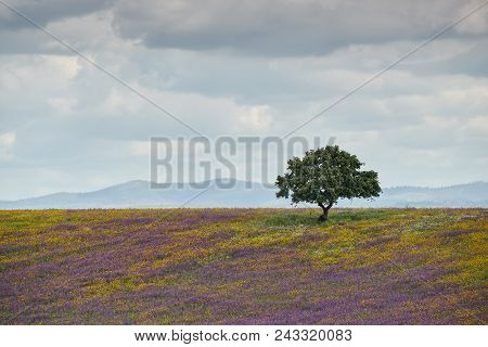 Spring Picnic Of Fresh White Daisies, Lavender, Multifloral Natural Panoramic Landscape