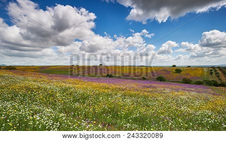Spring Picnic Of Fresh White Daisies, Lavender, Multifloral Natural Panoramic Landscape