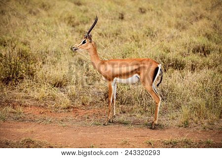 Grant's Gazelle (nanger Granti) Side View. Tsavo East National Park, Kenya