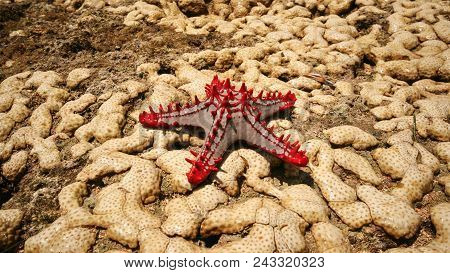 African Red-knobbed Starfish (protoreaster Linckii) On Wet Yellow Corals During Low Tide. Malindi, K