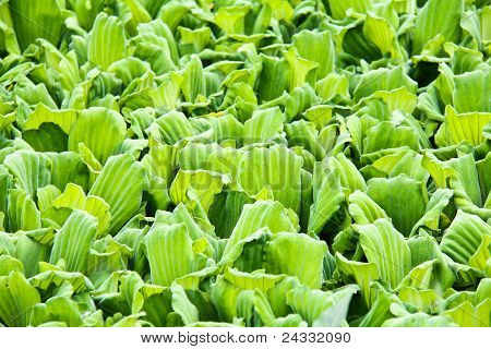 Pattern Of Water Lettuce For Background