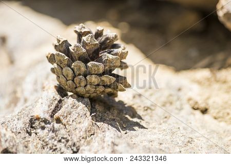 Brown Pine Cone On A Rock In Nature