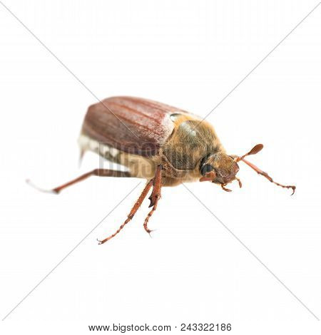 May Bug Or Cockchafer