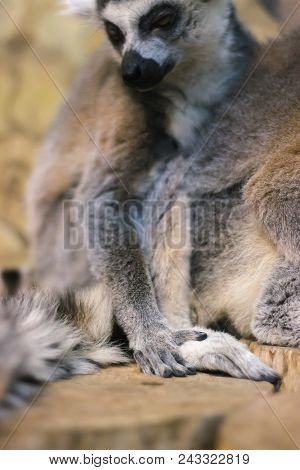 A Huddle Of Ring Tailed Lemurs Sleeping Together