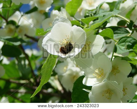 Jasmine, Yasmine Is A Genus Of Shrubs And Vineyards In An Olive Family Oleaceae . The Honey Bee Coll