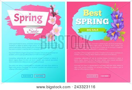 Best Spring Big Sale Advertisement Label Crocus Purple Flowers And Sakura Blossoms Vector Illustrati