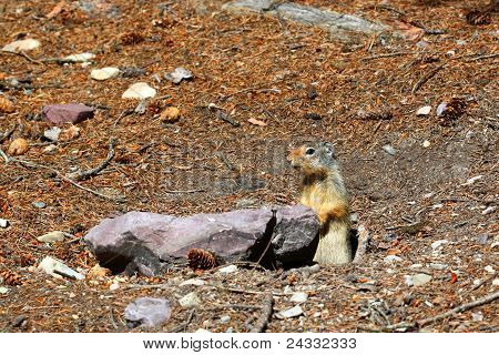 Colombianske Ground Egern (Urocitellus columbianus)