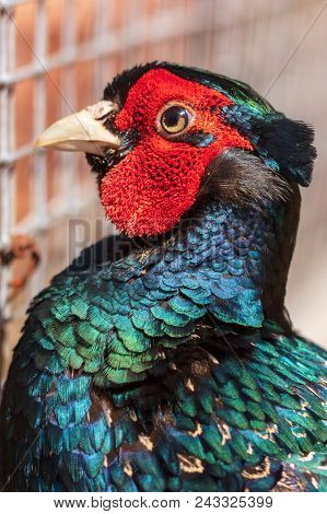 Portrait Of A Pheasant In The Park .