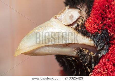 The Beak Of A Pheasant Is Male. Macro