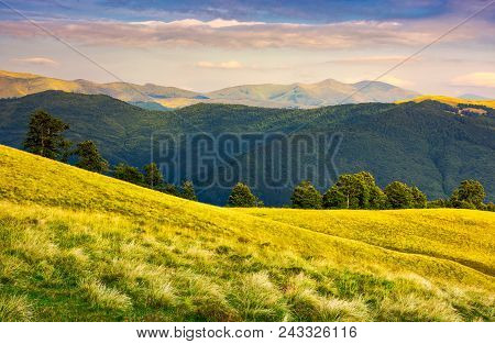 Row Of Trees On Grassy Hillside In Evening. Svydovets Mountain Ridge In The Distance Under  The Colo