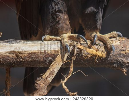 Paws Of An Eagle On A Branch In The Open Air