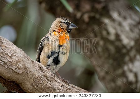 Male Southern Red Bishop In Transition Plumage