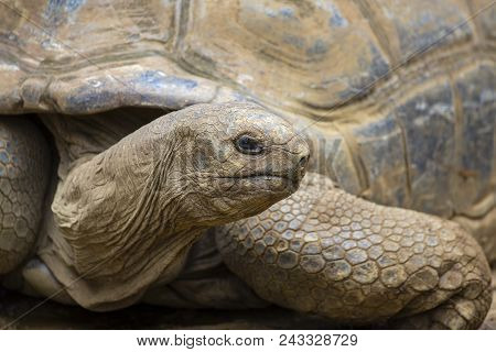 Giant Turtles, Dipsochelys Gigantea In Tropical Island Mauritius , Close Up