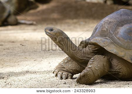 Giant Turtles, Dipsochelys Gigantea In Tropical Island Mauritius , Close Up