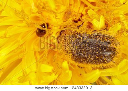 The Beetle Sits On A Yellow Dandelion. Macro