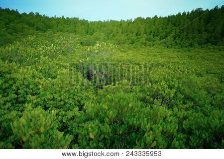 Top View The Golden Mangrove Tree Field